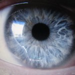 Blue Iris