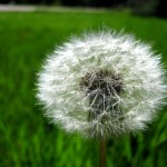 Dandelion