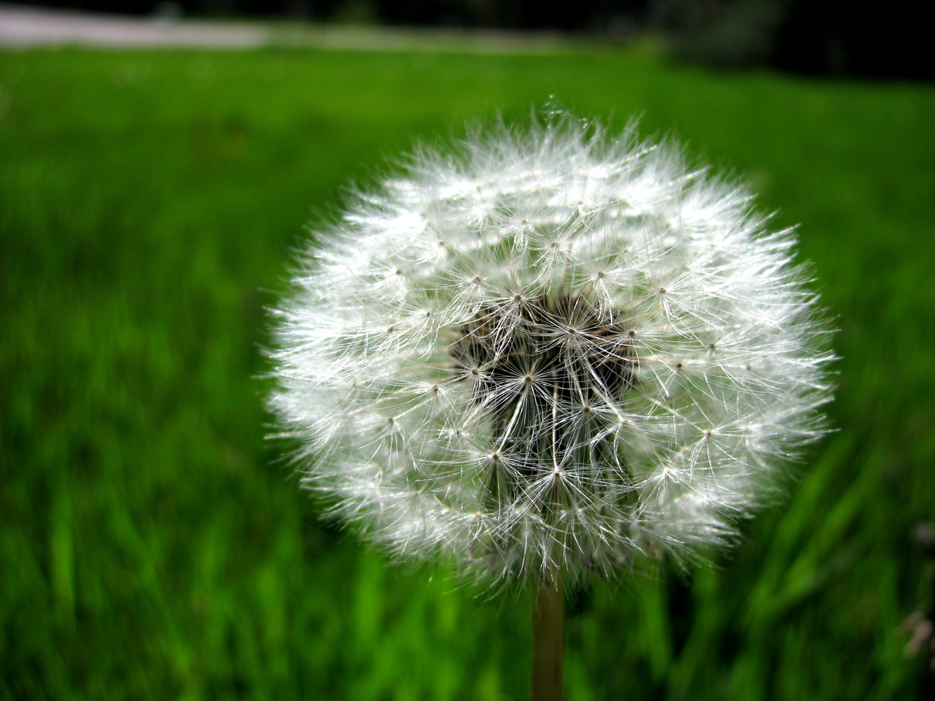 Dandelion Dandelion