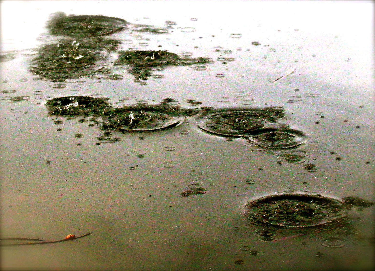 Ripples Raindrops