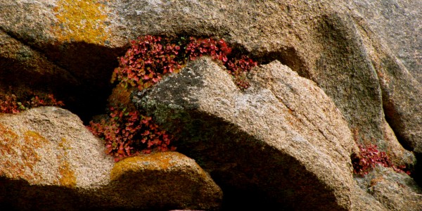 Rock Heart Rock Heart