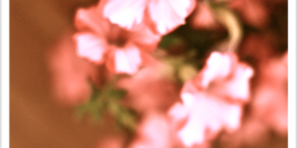 God's Love Love Bloom in Heart
