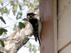Woodpecker Holes