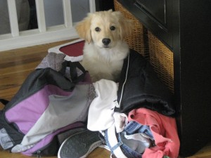 Golden Retriever Puppy