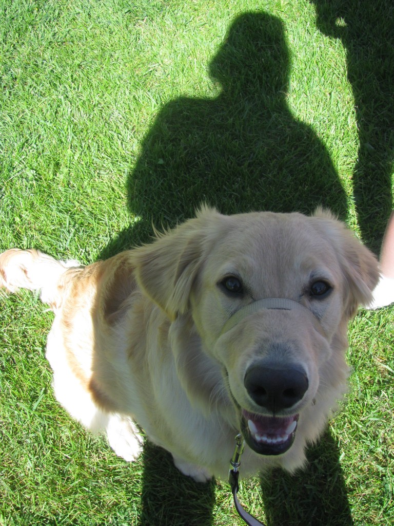 Half Lab Half Golden