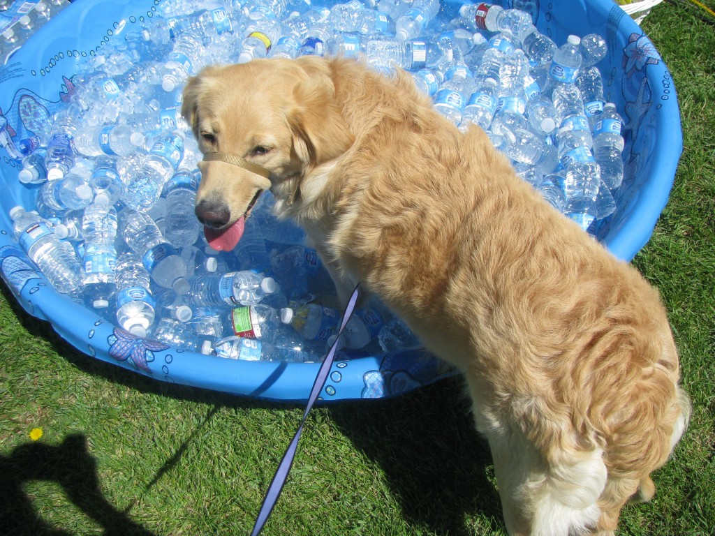 Puppy Pool