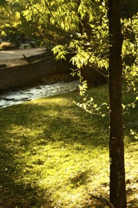 sun shining through leaves