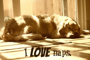 dog naps