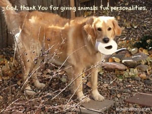 Cutest Golden Retriever